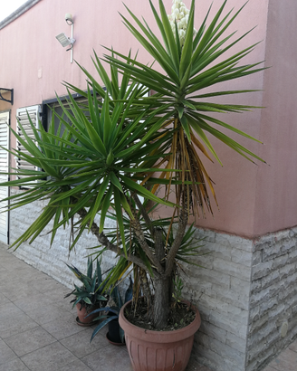 Piante yucca BARI PUGLIA