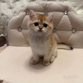 British shorthair black golden
