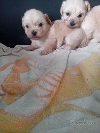 Maltipoo