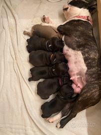 Cuccioli bulldog francese