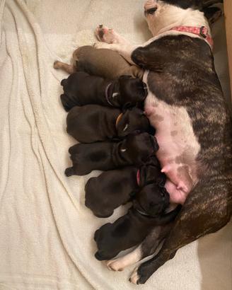 Cuccioli bulldog francese