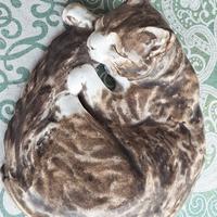 Gatto che dorme in porcellana G.Guastalla