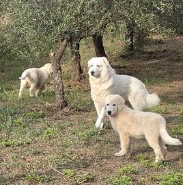 Cuccioli cane da pastore Maremmano Abbruzzese