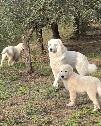 Cuccioli cane da pastore Maremmano Abbruzzese