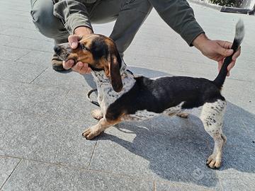 Cane caccia al coniglio
