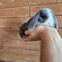 Coniglio nano ariete blu minilop