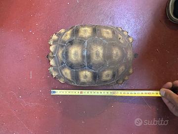 Sulcata di 4 anni femmina