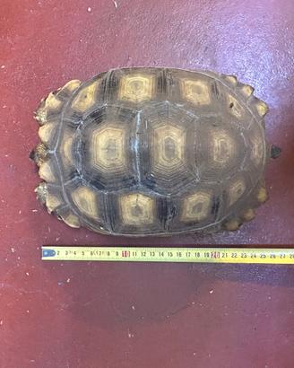 Sulcata di 4 anni femmina