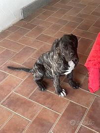 Cane corso