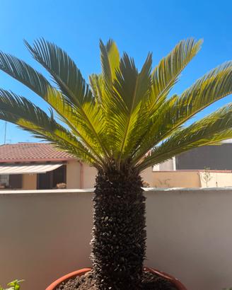 Cycas