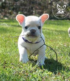 Cucciola bulldog francese