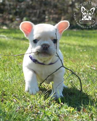 Cucciola bulldog francese