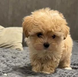 Maltipoo Toy Albicocca molto grazioso