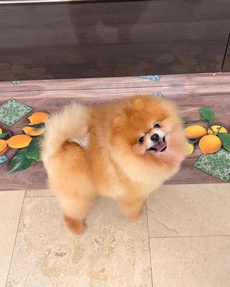 MONTA volpino Pomerania TOY orange rosso