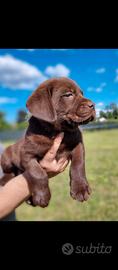 Labrador retriever neri e choco