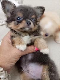 Chihuahua maschio TAGLIA MINI 
