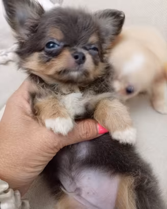 Chihuahua maschio TAGLIA MINI 