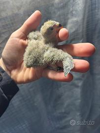 Inseparabili da imbecco