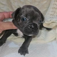 Bulldog francese blu Allevamento Cucciolisole