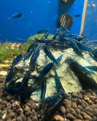 Neocaridina Blue Dream