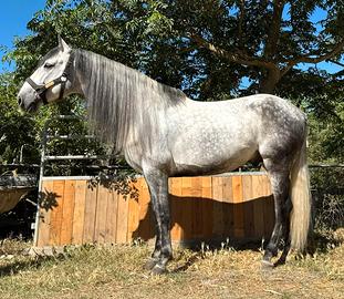 Cavallo spagnolo