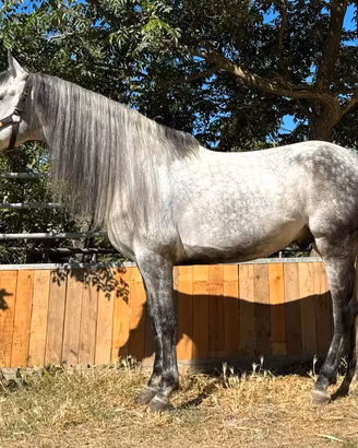 Cavallo spagnolo