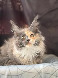 Femmina Maine Coon con Pedigree