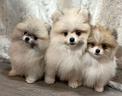 cuccioli-di-spitz-pomeranai-maschi-e-femmine