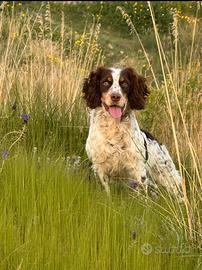 Springer Spaniel