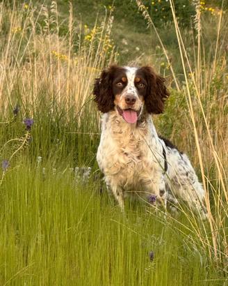 Springer Spaniel