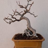 bonsai acer buergerianum