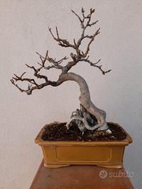 bonsai acer buergerianum