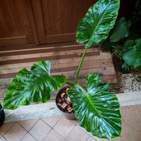 Pianta Alocasia Macrorrhiza