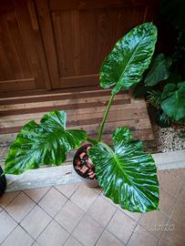 Pianta Alocasia Macrorrhiza
