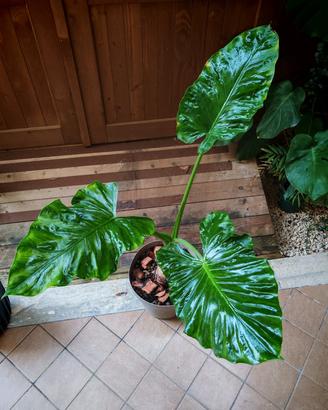 Pianta Alocasia Macrorrhiza