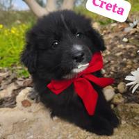 Cuccioli futura taglia piccola-media