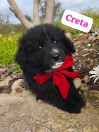 Cuccioli futura taglia piccola-media