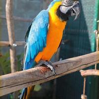Ara Ararauna - Maschio 6Anni da riproduzione