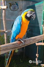 Ara Ararauna - Maschio 6Anni da riproduzione