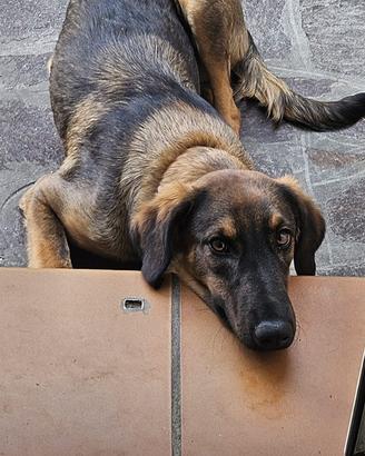 Cagnolina dolcissima