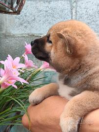 Cuccioli di shiba inu con pedigree ENCI FCI