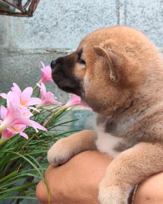 Cuccioli di shiba inu con pedigree ENCI FCI