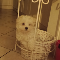 Maltese cucciolo