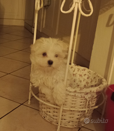 Maltese cucciolo