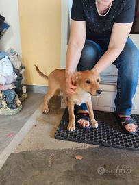 Cane cucciolo maschio meticcio pelo corto