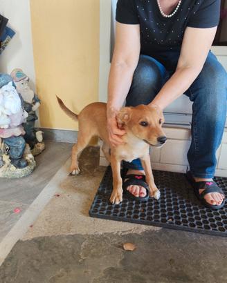 Cane cucciolo maschio meticcio pelo corto