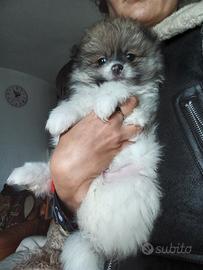 Cuccioli di volpino spitz tedesco