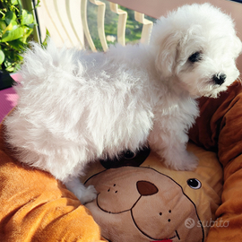 Bichon á poil Frisé con Pedigree