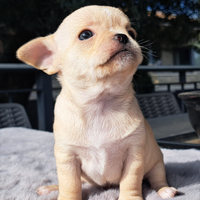 Chihuahua maschio pedigree enci