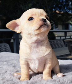 Chihuahua maschio pedigree enci